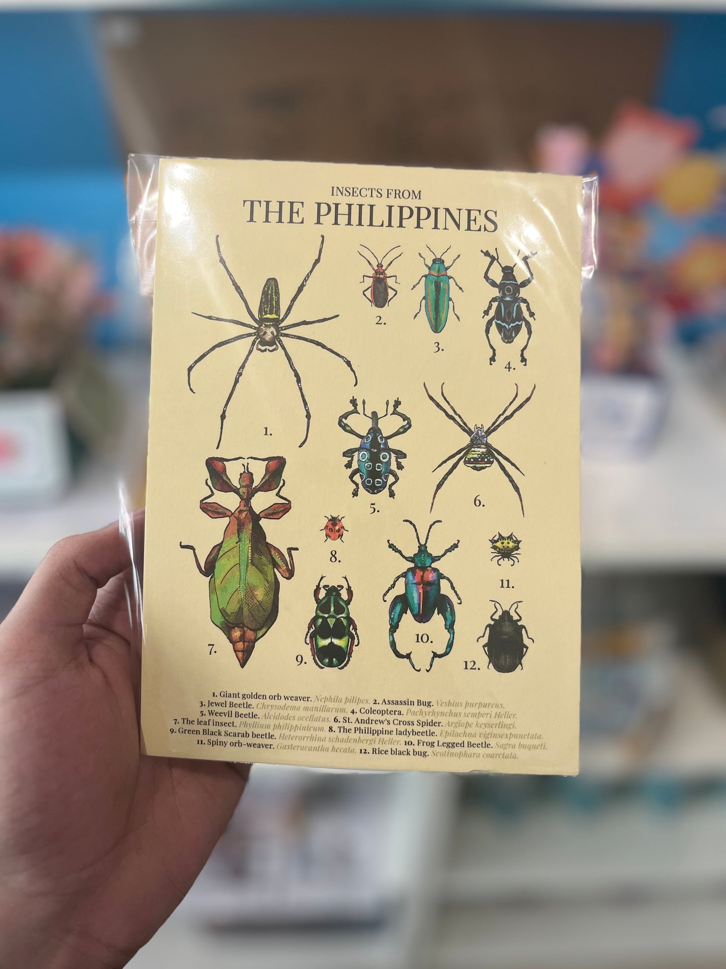 Insects from the Philippines Postcard