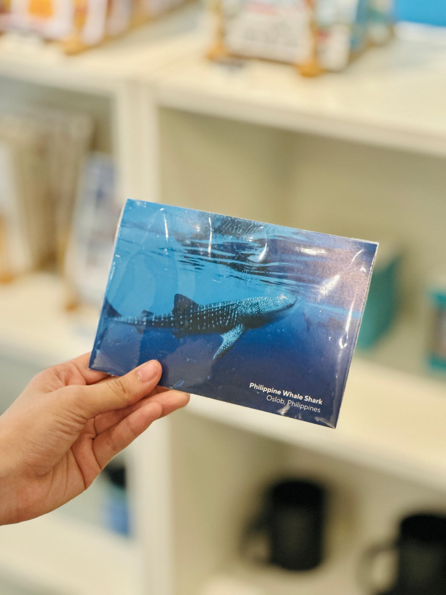 Philippine Whale Shark Postcard
