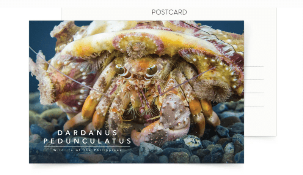 Dardanus Pedunculatus Postcard