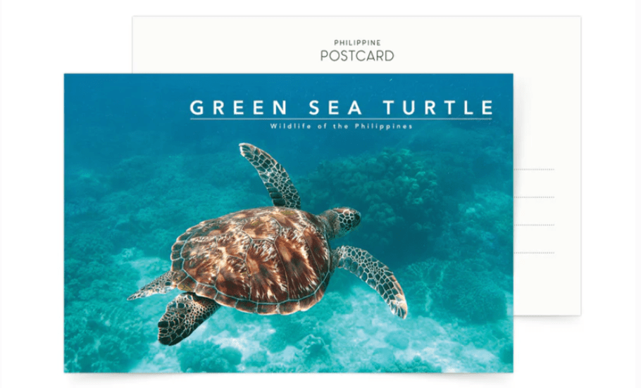 Green Sea Turtle Postcard