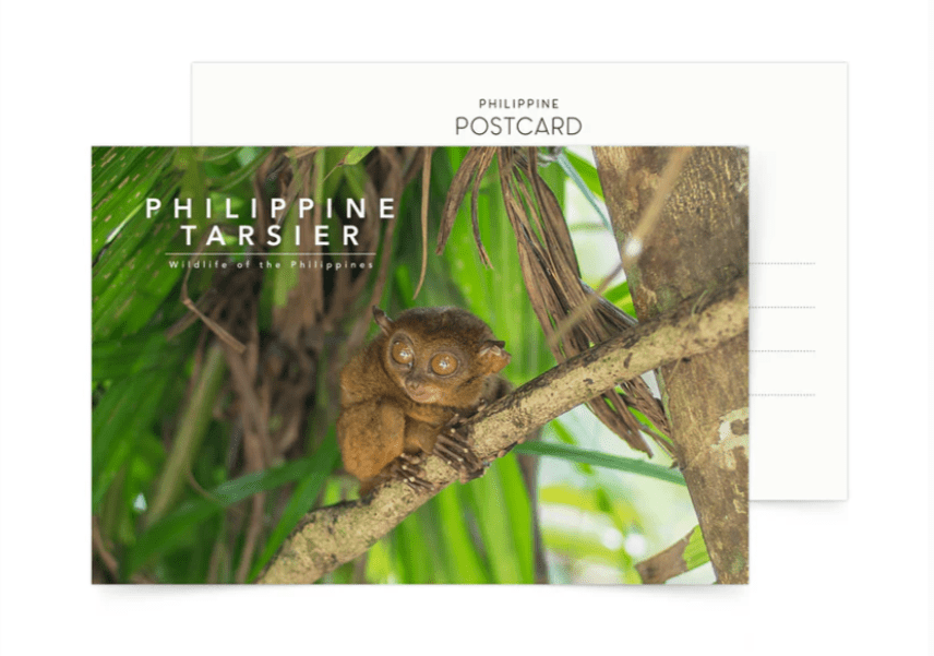 Philippine Tarsier Postcard