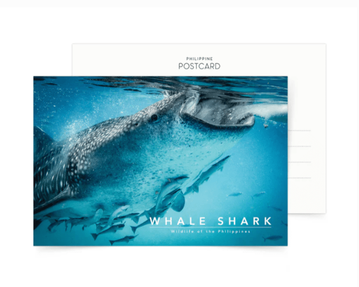 Whale Shark Postcard